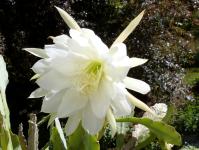 Thumbnail of 1503_Epicactus Hybride weiss-rosa_20150524_02(1).JPG